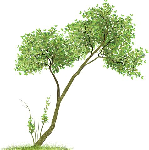 Tree Png Images Free Icons And Png Backgrounds