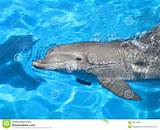 Dolphin Swimming Pool Images
