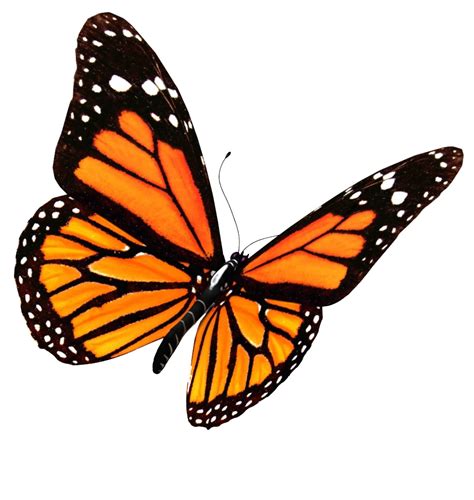 Download Flying Butterflies Transparent Image Hq Png Image Freepngimg