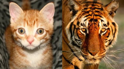Catnip Oil Are Domestic Cats Like Tigers Tofuu Assassin