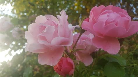Images Gratuites Fleur Pétale Botanique Rose Flore Pivoine