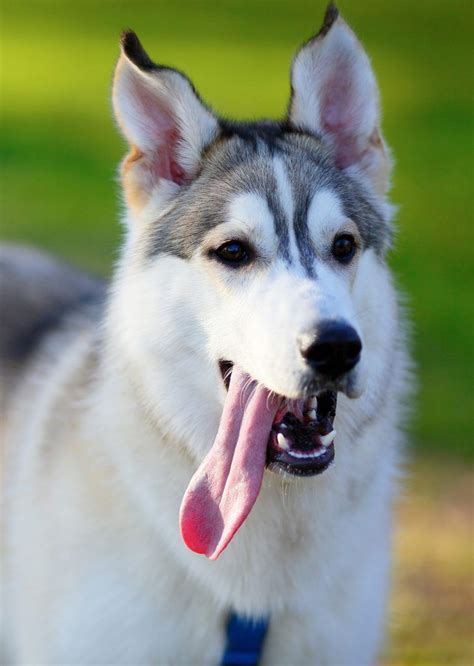 Pictures Of Huskies An Amazing Gallery Of Siberian And Alaskan Dogs