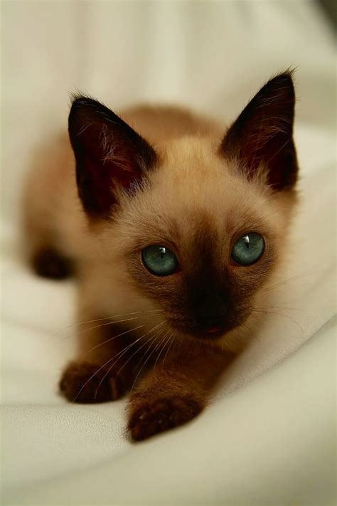 1018 Best I Am Siamese If You Please Images On Pinterest Baby
