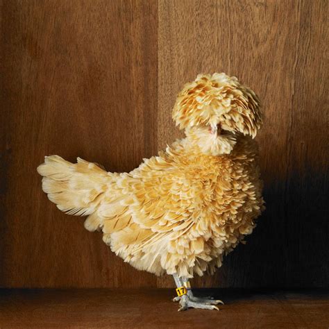 Tamara Staples The Magnificent Chicken Examines Varieties Of