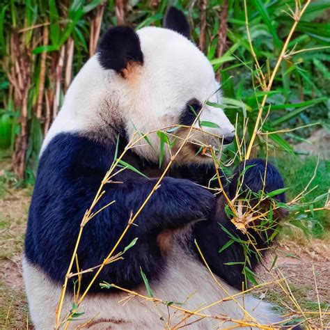 Premium Photo Big Giant Panda Ailuropoda Melanoleuca Eating Bamboo