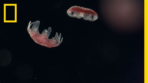 Sea Nettle Jellyfish Birth Untamed Americas Youtube