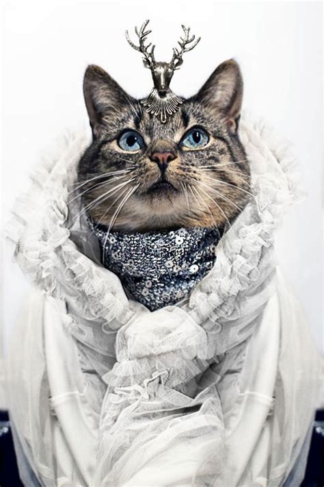 This Cat Is The Greatest Fashion Diva Of All Time Barnorama
