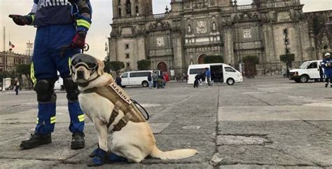 La Heroica Perrita Mexicana Que Busca Sobrevivientes Del Terremoto