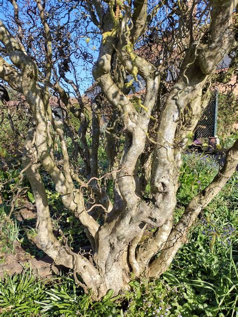 Corylus Avellana Trees And Shrubs Online