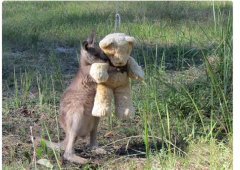 Heartwarming Tale Of Friendship Orphaned Kangaroo Finds Comfort In Teddy Bear