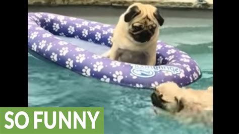 Pug Puppys Priceless First Swimming Lesson Youtube