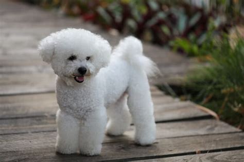Bichon Frise Personality Traits And Facts Great Pet Care