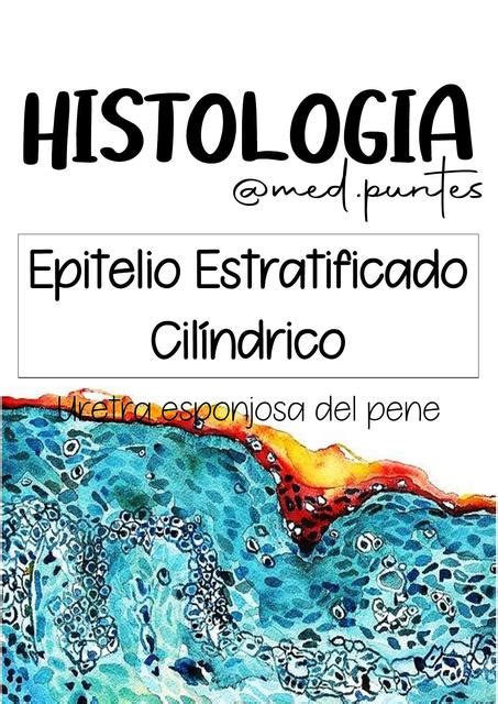 Epitelio Estratificado Cilindrico HistologÍa Medicina Humana