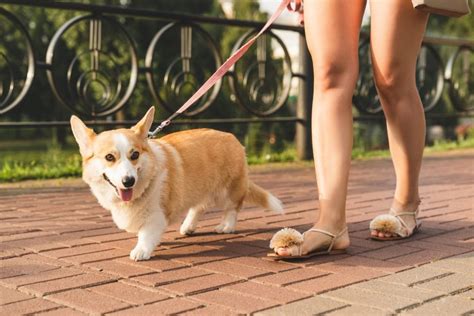 Pembroke Welsh Corgi Breed Characteristics Care And Photos Bechewy