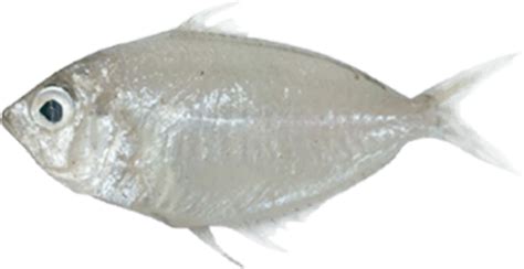 Karunia Seafood (Depot Ikan Laut) Kabupaten Banyumas, Jawa ...