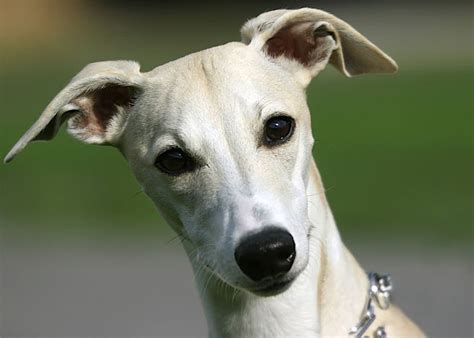 Whippet Dogs Breeds Pets