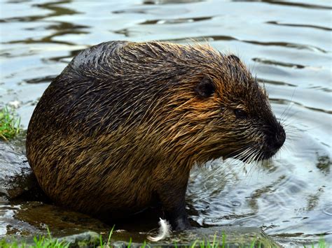 Beaver 4k Ultra Hd Wallpaper And Background Image 4000x3000 Id404400