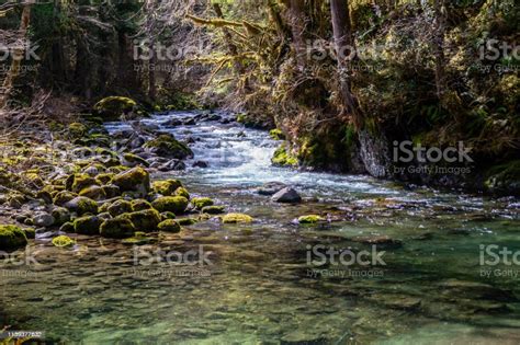 Big Quilcene River Flows Inside The Olympic National Forest Stock Photo