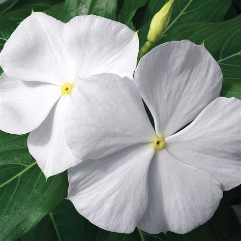 Vinca Cora Xdr White Periwinkle From Plantworks Nursery