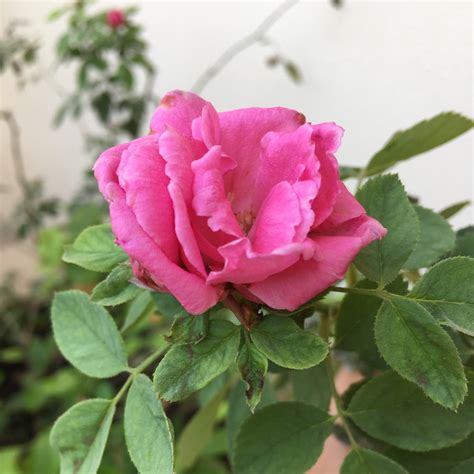 Rosa X Damascena Rose Species Damask Rose In Gardentags Plant