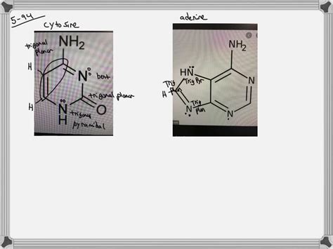 Solved The Genetic Code Is Based On Four Different Bases With The