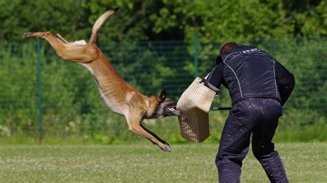 The Sport Of Schutzhund Working Dog Show Barking Royalty