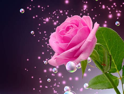 Beautiful Wallpaper Roses Pink Pictures