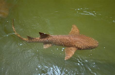Brown Spotted Shark Displaying 20 Images For Brown Spotted Shark