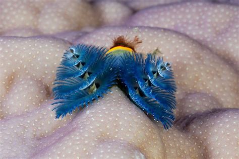 Cute Underwater Creatures Made Up