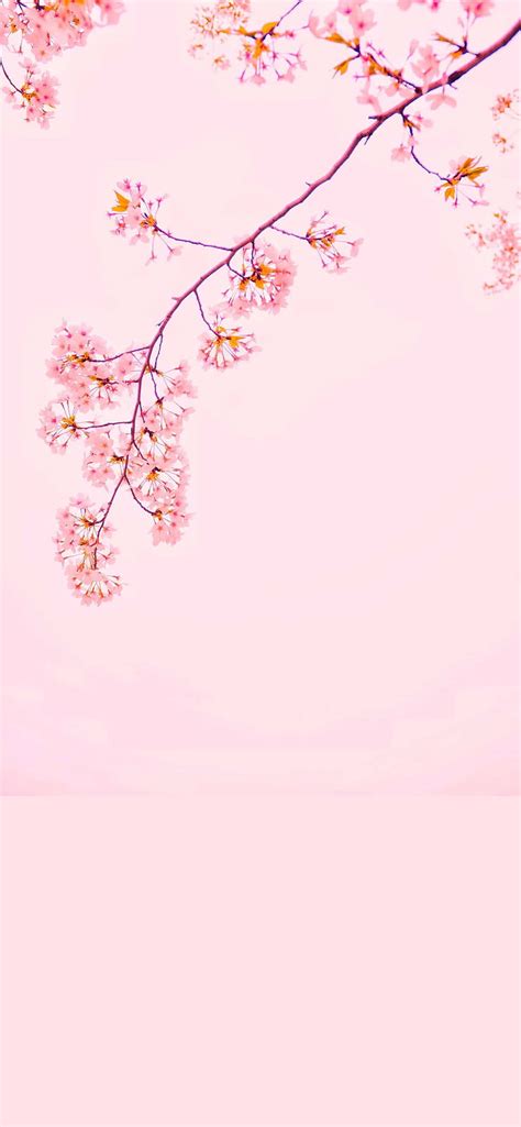 45 Pink Aesthetic Backgrounds You Need For Your Phone Right Now Pink