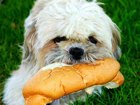 15 fruits and vegetables you can feed your dog. 13 foods never to feed your dog - Photo 1 - CBS News