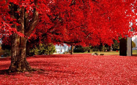 Autumn Red Tree Full Screensavers Free Wallpaper 1920x1200