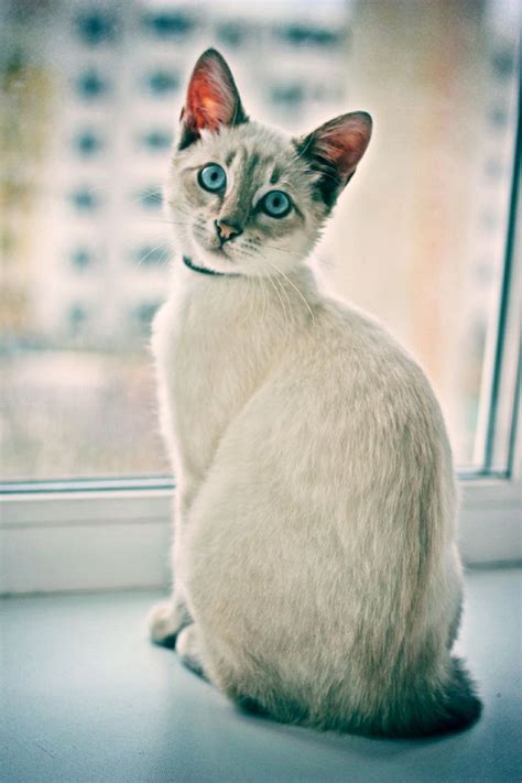 36 Best Images About Beautiful Siamese Cats ️ On Pinterest Cats Eyes