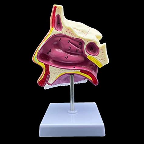 Human Nasal Cavity Model Anatomically Accurate Nose Model Life Size