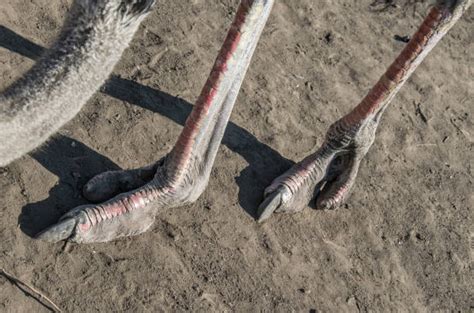 Ostrich Feet Stock Photos Pictures And Royalty Free Images Istock