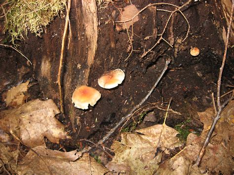 Id For Maine Shrooms Mushroom Hunting And Identification Shroomery