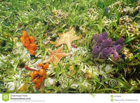 Colorful Underwater Animals On The Seabed Stock Photo Image Of Marine