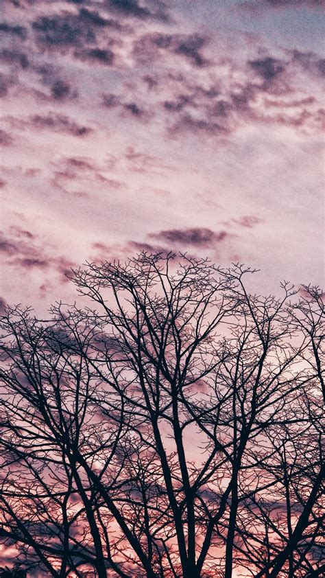 Tree Branches Sky Clouds Nature Photography Beautiful Wallpapers
