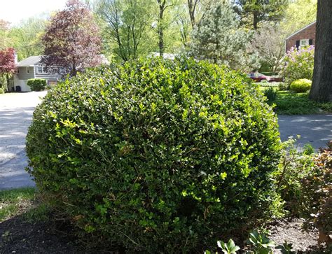 Recommended Deer Resistant Shrubs For The Northeast