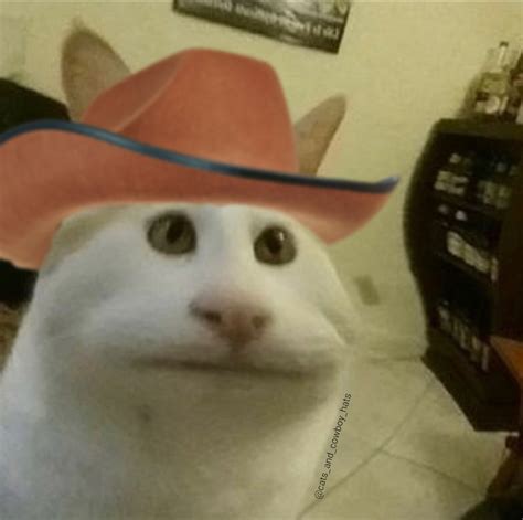 Cat Cowboy Sad Cat Wearing A Cowboy Hat Meme Postcard By Celestialhco