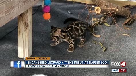 Clouded Leopards Make Their Debut At Naples Zoo