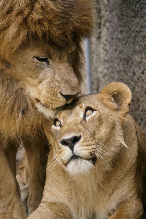 Lion Couple Wallpaper Celebrating The Bond Between Lions In The Wild