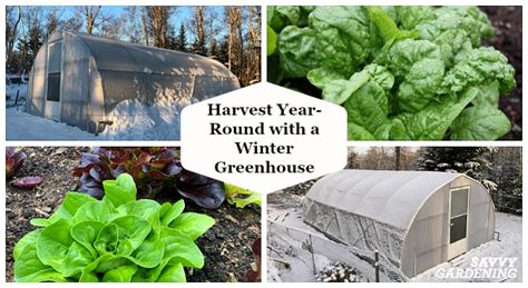 A Winter Greenhouse How To Harvest Vegetables All Winter