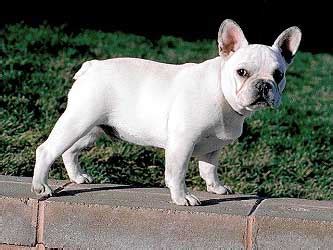 The french bulldog is a great choice for anyone looking for an adorable and intelligent dog. Nola, the French Bulldog