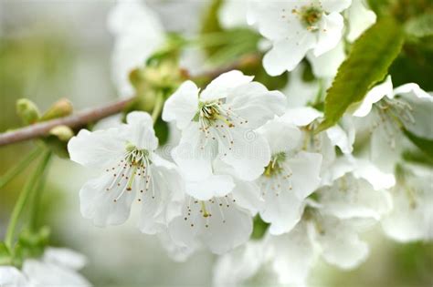White Cherry Flowers Natural Background With Blooming Cherry Flowers