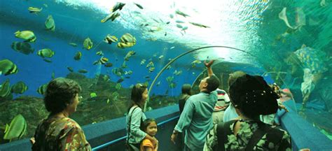 Timings And Attractions Underwater World Singapore Sentosa Island