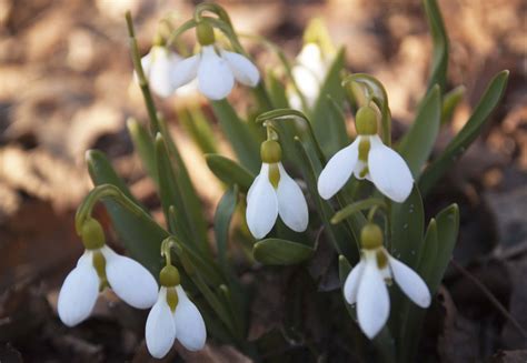 Find the perfect spring massachusetts stock illustrations from getty images. The First Spring Flowers Are Blooming in Moscow!