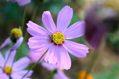 Pink Color Cosmos Flower Stock Image Image Of Natural 157503991