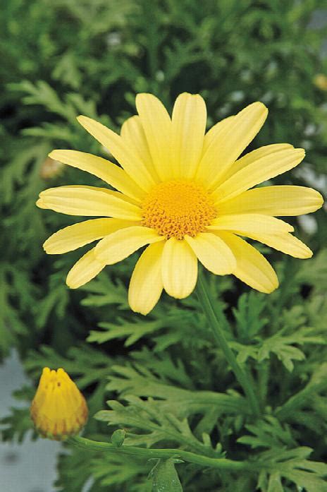 Beauty Yellow Marguerite Daisy