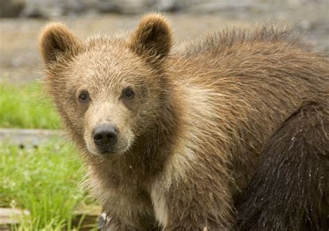Tunnels And Bridges Planned To Save Rare Italian Bears Italy Magazine